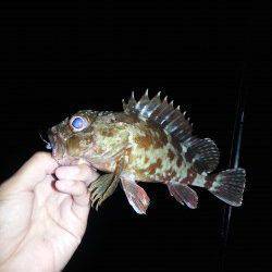 マリーナシティ周辺タチウオワインド&ガシリングの釣果