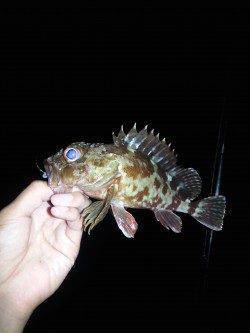 マリーナシティ周辺タチウオワインド&ガシリングの釣果