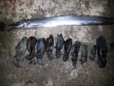 田ノ浦漁港　エギングで新子アオリ2桁&am…