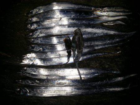 和歌山マリーナシティワインドでタチウオ、3…