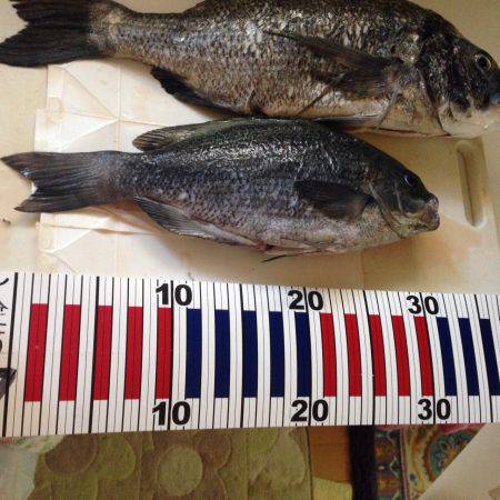 湯浅にてチヌ・グレ・バリコ・カワハギ〜海水…