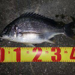 舞洲　チニング釣行で40cmのキビレも