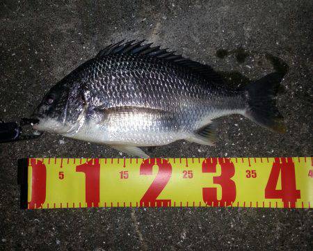 舞洲　チニング釣行で40cmのキビレも