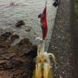 比井漁港　アオリイカの新子も本格化です