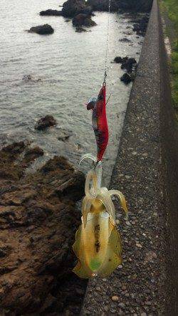 比井漁港　アオリイカの新子も本格化です