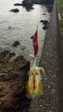 比井漁港　アオリイカの新子も本格化です