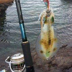 比井漁港　アオリイカの新子も本格化です