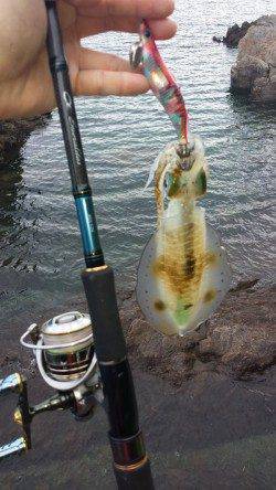 比井漁港　アオリイカの新子も本格化です