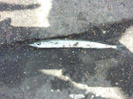 汐見埠頭・砂上げ場 午前中にサヨリの回遊あ…