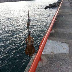 秋の新子調査にアジュールへ　ケンサキイカも釣れお土産は確保