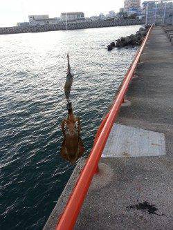 秋の新子調査にアジュールへ　ケンサキイカも釣れお土産は確保