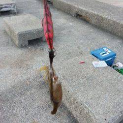 秋の新子調査にアジュールへ　ケンサキイカも釣れお土産は確保