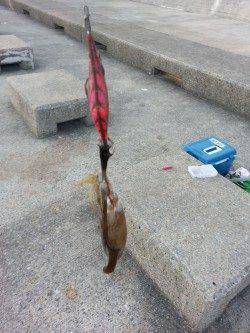 秋の新子調査にアジュールへ　ケンサキイカも釣れお土産は確保