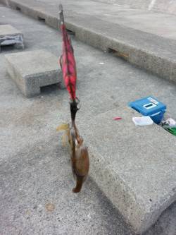 秋の新子調査にアジュールへ　ケンサキイカも…