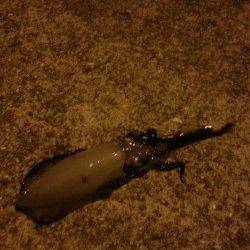 谷川漁港周辺エギング　やっと釣れた今年初めてのアオリイカ(^_^)v