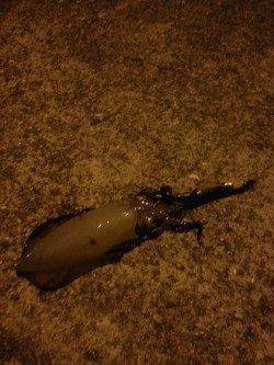 谷川漁港周辺エギング　やっと釣れた今年初めてのアオリイカ(^_^)v