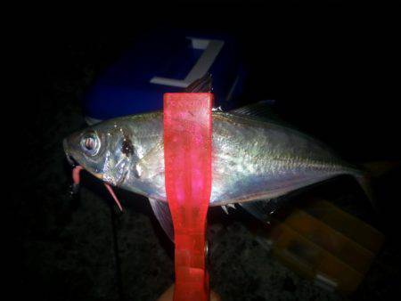 2gに変え遠投すると…20越えのアジが連発…