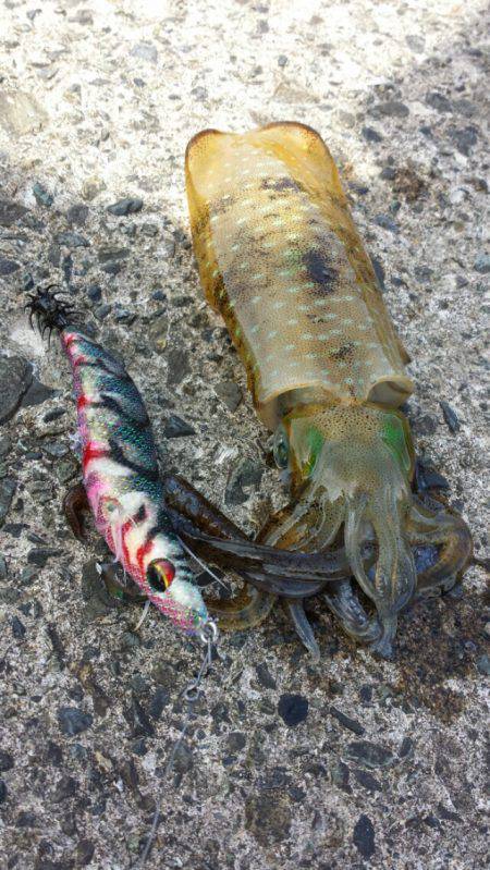 早瀬にてエギング　アオリイカ持ち帰りサイズ…