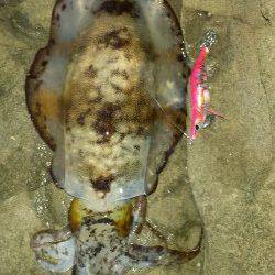 白浜周辺でのエギング　ちょっといいサイズがきました♪