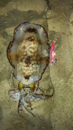 白浜周辺でのエギング　ちょっといいサイズがきました♪