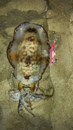 白浜周辺でのエギング　ちょっといいサイズが…