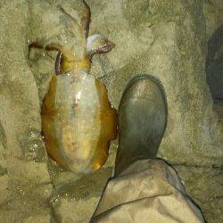 白浜周辺でのエギング　ちょっといいサイズがきました♪