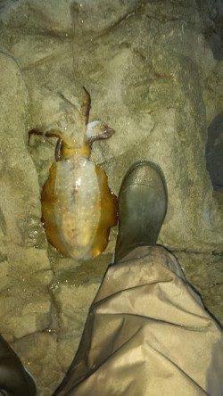 白浜周辺でのエギング　ちょっといいサイズがきました♪