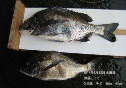 津居山にて年なしチヌ50cm&45cm