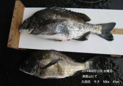 津居山にて年なしチヌ50cm&45…