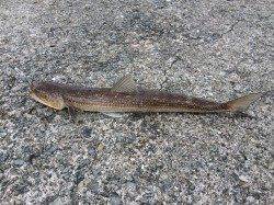 小島でルアーゲーム　表層を探るとカマスが♫　他大きいエソも