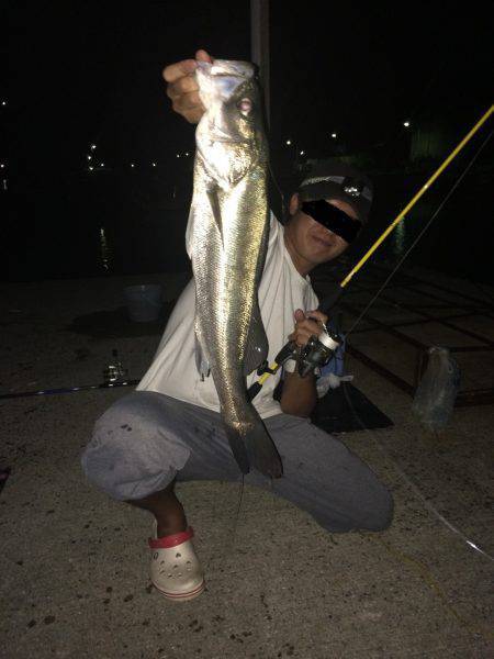 由良周辺にて良型シーバス　大量のベイト湧い…