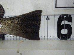 堺漁港のフカセ釣りでコショウダイ53cm