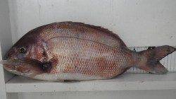 串本のカセで良型マダイ・チヌなどの釣果