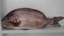 串本のカセで良型マダイ・チヌなどの釣果