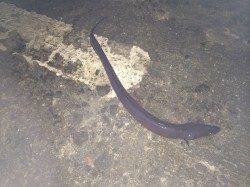 北港　アコウ狙いのズボ釣り釣行もアナゴ祭り