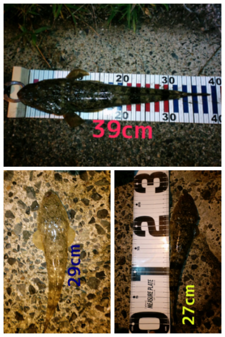 間人にてルアーでマゴチ39・29・27cm…