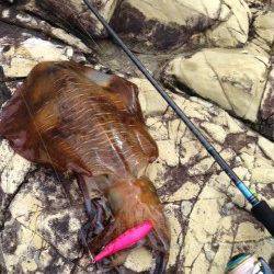 この時期嬉しい860gのアオリイカ！　田原周辺地磯での釣果