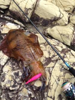 この時期嬉しい860gのアオリイカ！　田原…