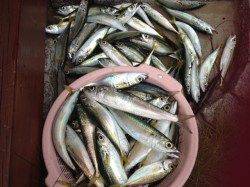 東二見人工島　サビキでマイワシ20cmに豆アジ・小サバ