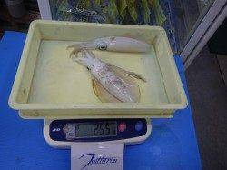 芳養（はや）漁港　エギングでのアオリイカ釣果