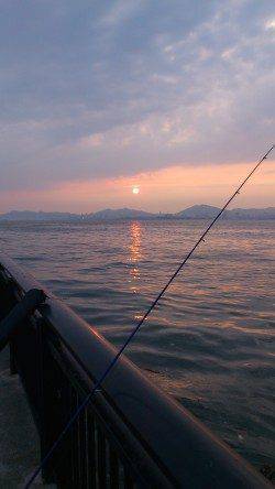 タチウオ狙いで神戸空港でワインド〜40cm弱のアコウヒット