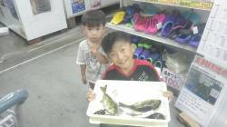 みなべ一本松　ウキ釣りでアイゴ・グレなどの…