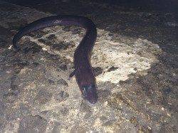 北港　アコウ狙いのズボ釣り釣行もアナゴ祭り