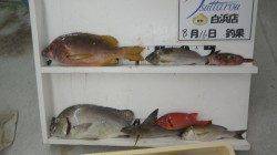 見老津の夜釣りでタルミ・コロダイ・グレ・イサギ