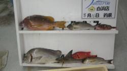 見老津の夜釣りでタルミ・コロダイ・グレ・イ…