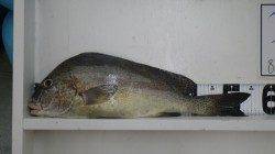 名切崎のズボ釣りでコロダイの釣果！