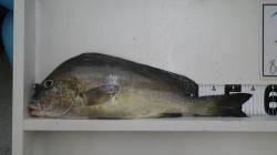 名切崎のズボ釣りでコロダイの釣果！