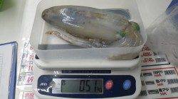 白浜にてヤエンでのアオリイカ釣果