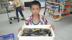 見草堤防でシマアジ・グレ・アイゴ〜サビキとヌカ切りでの釣果