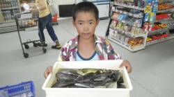 見草堤防でシマアジ・グレ・アイゴ〜サビキと…